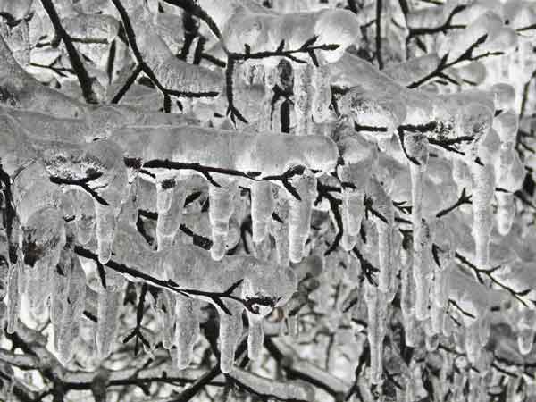 Icicles For Christmas Tree Pictures Wallpapers